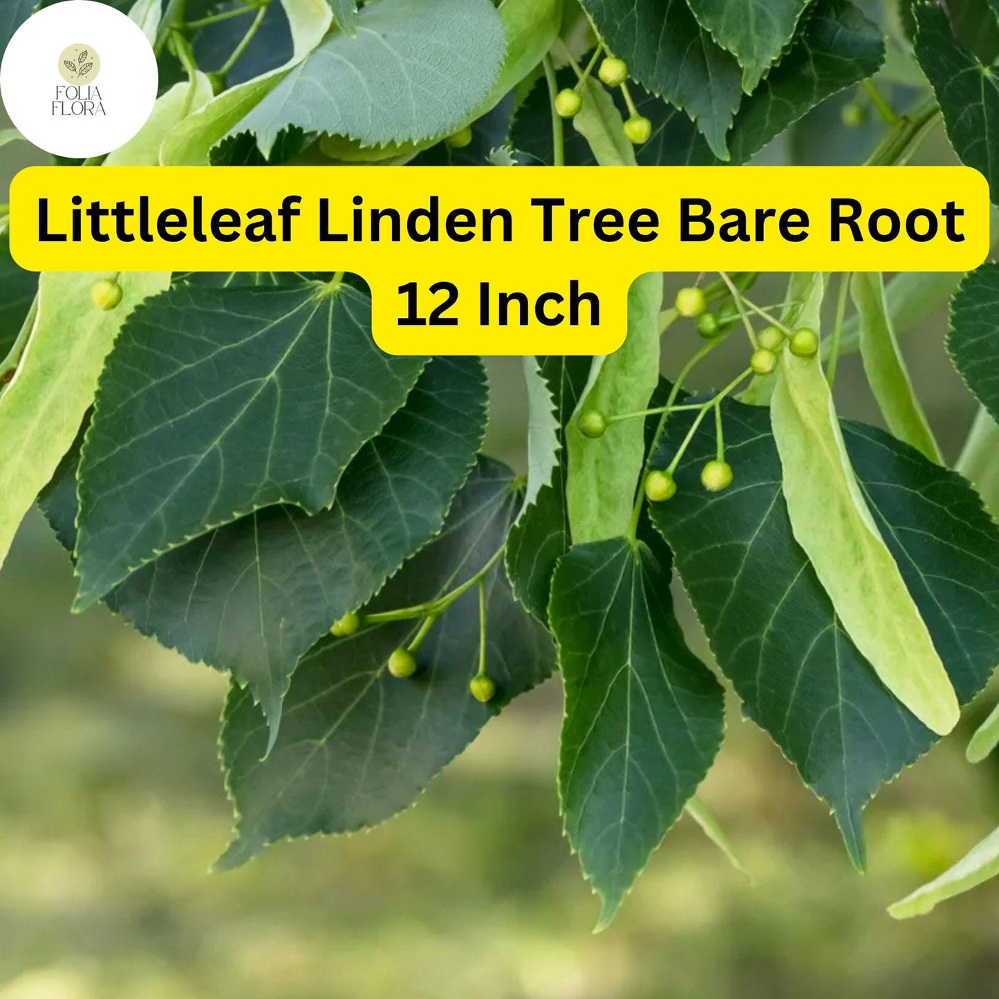 1 Tilia cordata Littleleaf Linden Tree - Live Bare Root Plant 12 Inch for Zones 3-7 - Hardy Shade & Ornamental Tree