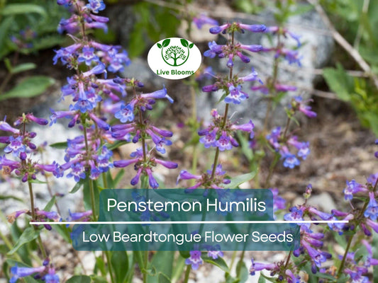 100 mg Seeds Penstemon Humilis (Low Beardtongue) for Planting | Hardy Perennial Wildflower for Rock Gardens and Pollinator Habitats