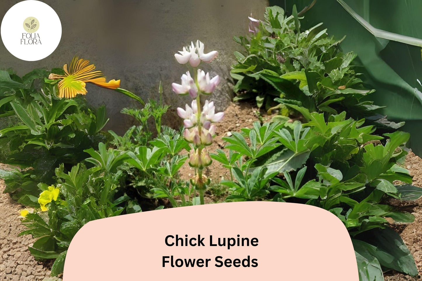 Lupinus ‘Chick’ Lupine Seeds – 25+ Seeds for Garden Planting & Pollinators