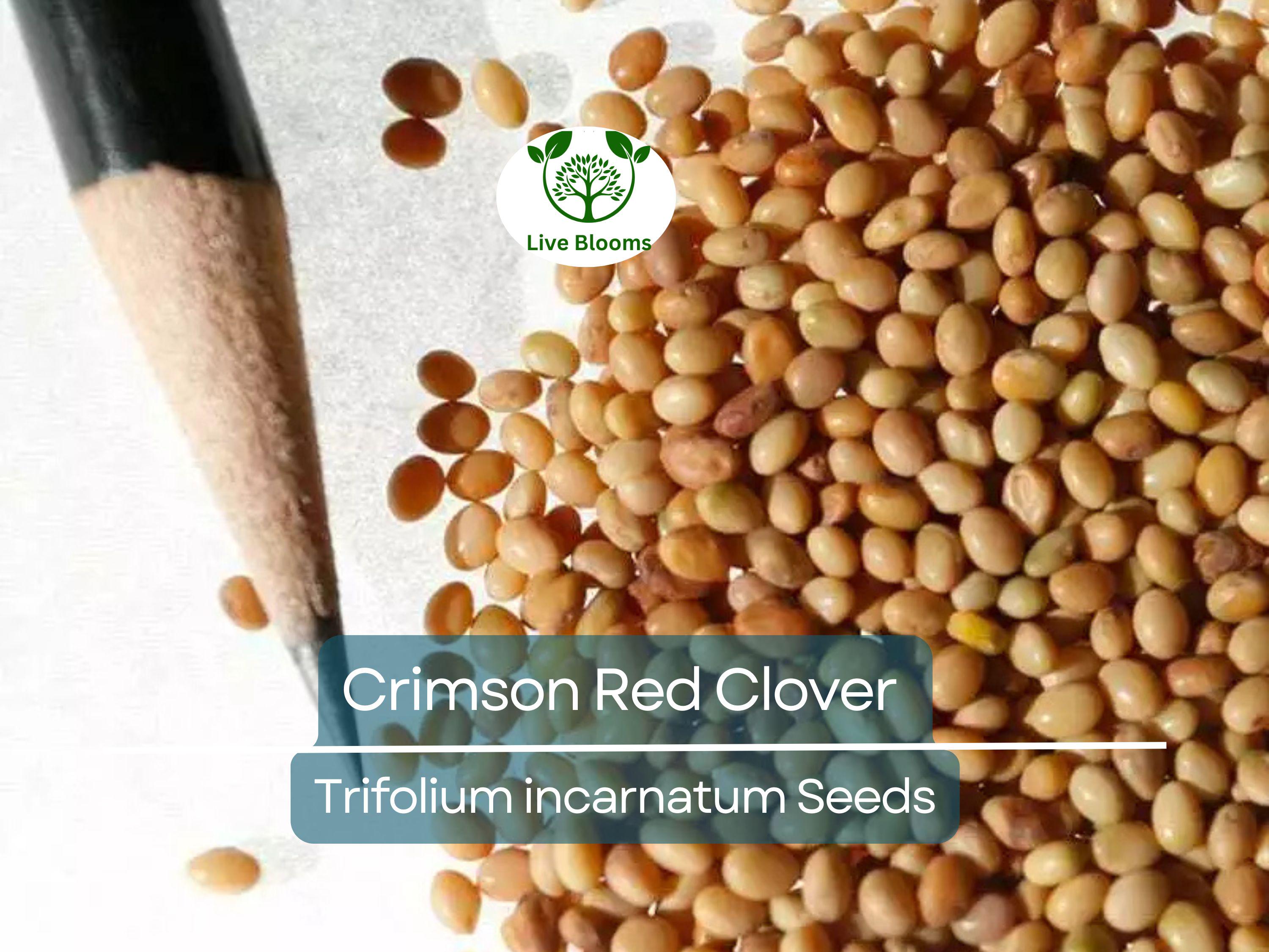1000 Crimson Red Clover Seeds, Trifolium incarnatum, Non-GMO, Nitrogen Fixing Legume, Pollinator-Friendly, Red Flowers for Garden & Soil