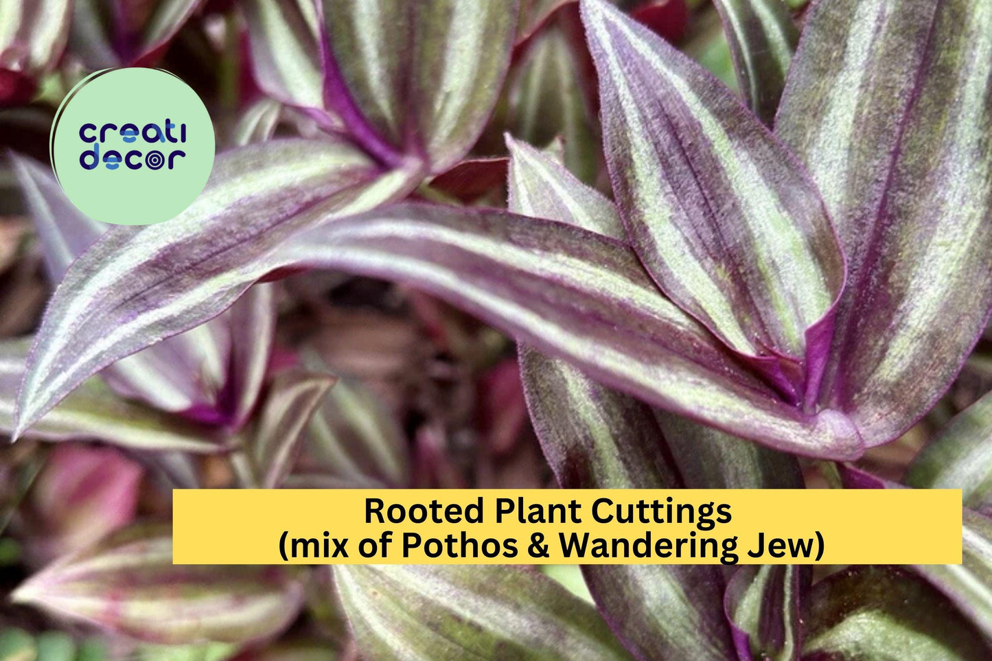 20 Rooted Plant Cuttings – Mix of Pothos & Wandering Jew, Easy-Care Indoor Houseplant Starter Vines for Pots, Hanging Baskets Terrariums