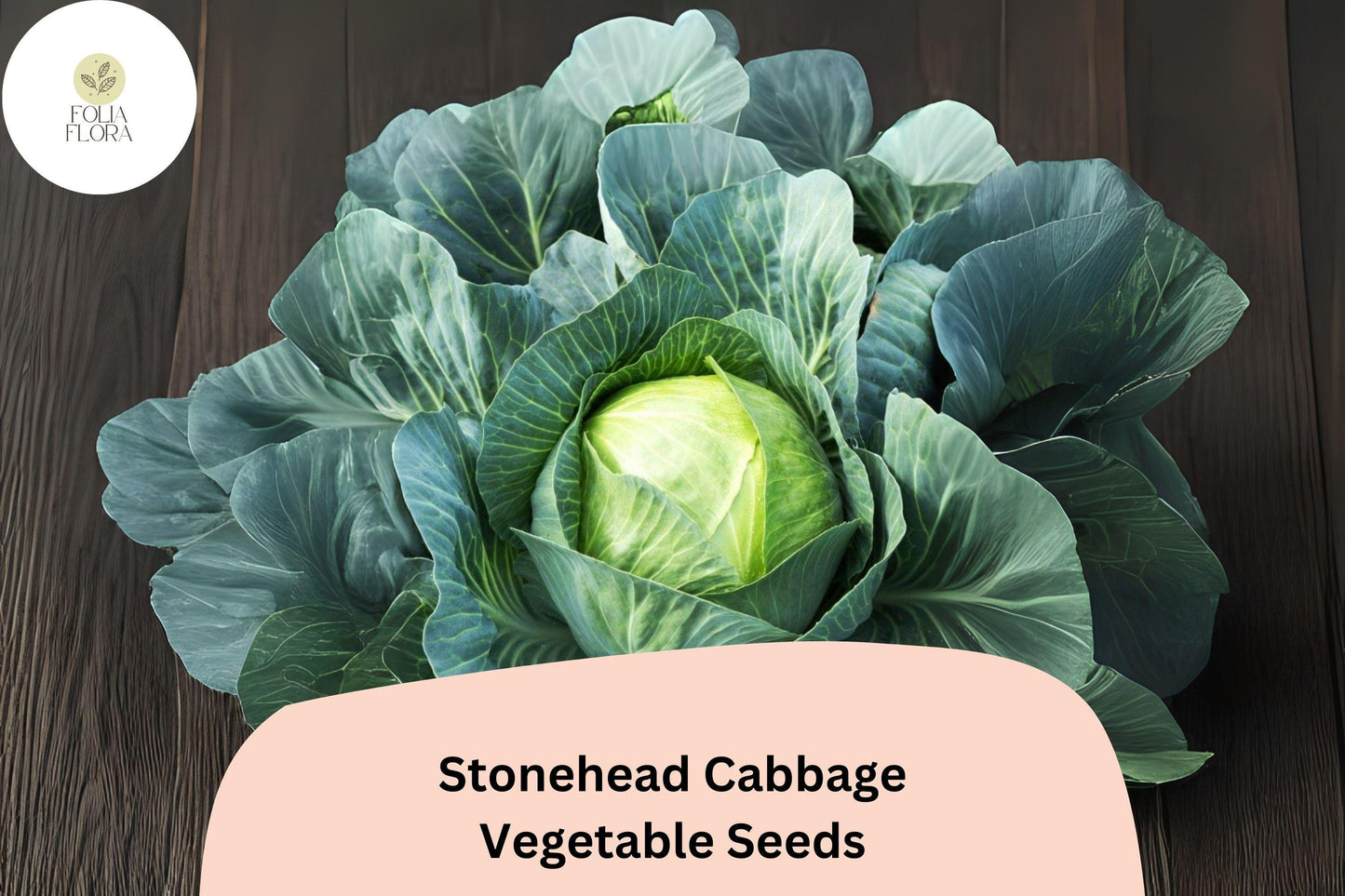 500+ Stonehead Cabbage Seeds | Brassica oleracea | Heirloom Green Cabbage | Bulk Garden Vegetable Seeds
