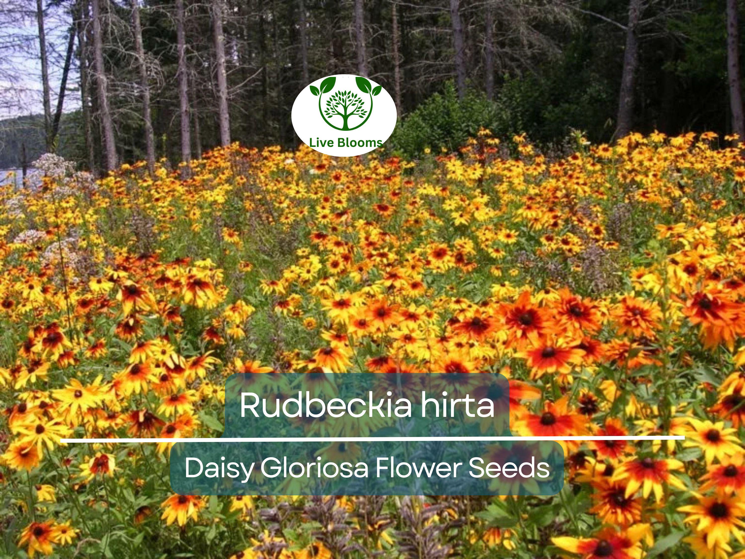 300 Seeds Daisy Gloriosa (Rudbeckia hirta) - Yellow Wildflower for Planting, Perennial, Garden, Pollinator-Friendly, Drought Tolerant