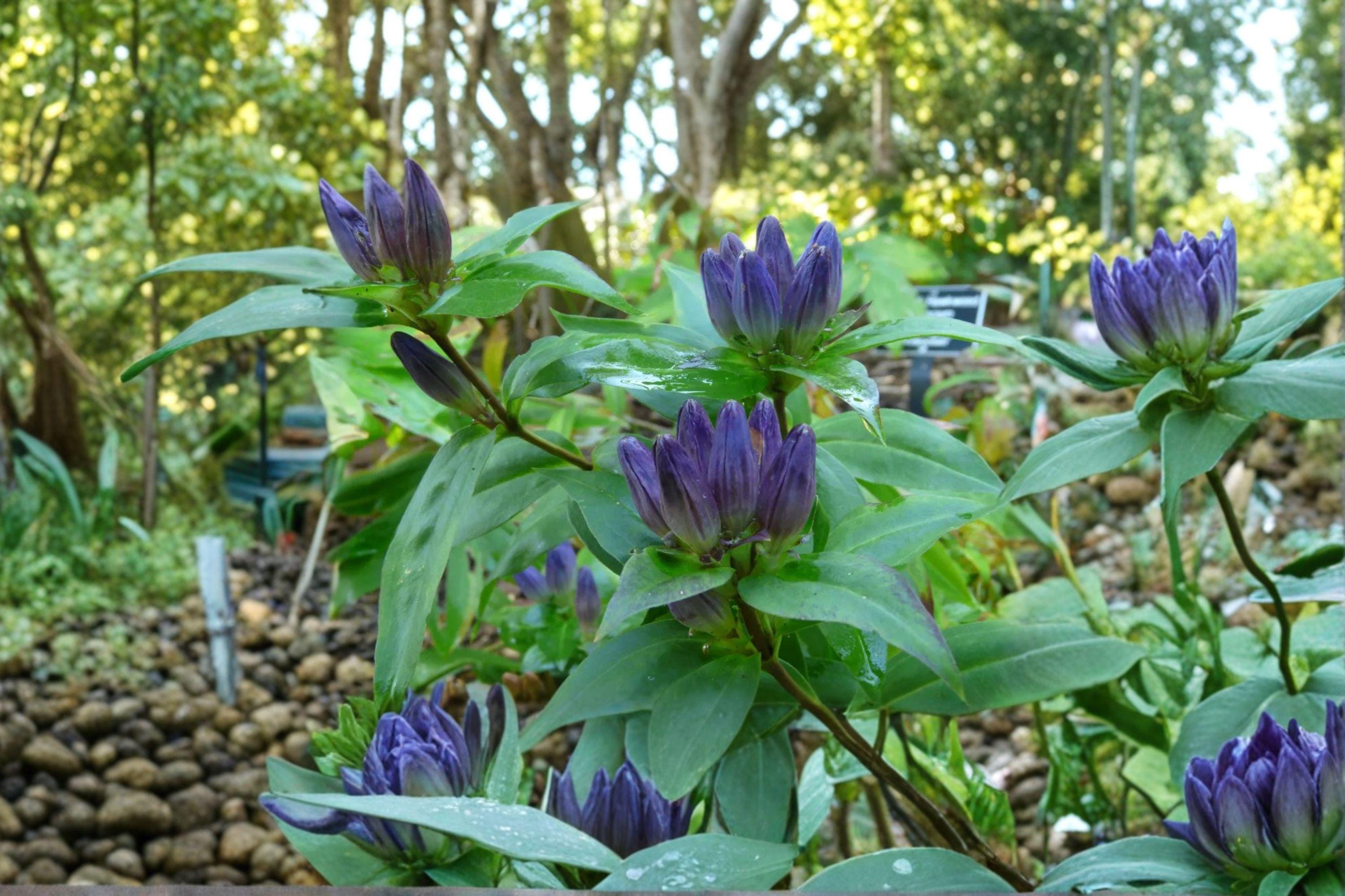 Bottle Gentian Seeds – Gentiana andrewsii | 100 Seeds | Native Wildflower for Pollinator & Woodland Gardens