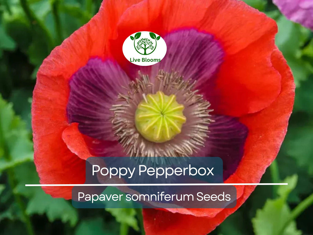 1000 Poppy Pepperbox Seeds, Pink/Purple Culinary Grade, Large Blooms, Non-GMO, USA Grown, Edible Flowers for Garden & Cooking
