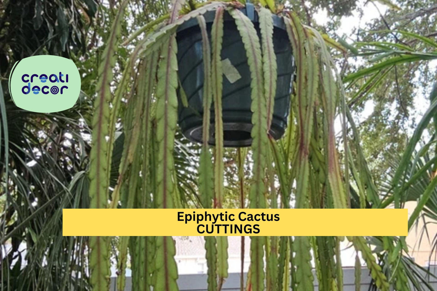4 Lepismium cruciforme Cuttings – 4” Epiphytic Cactus Stems | White Blooming Trailing Plant for Hanging Baskets or Shaded Gardens