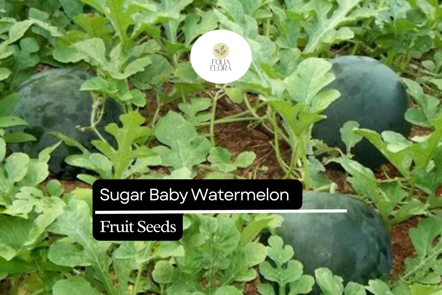 45pcs Sugar Baby Watermelon Seeds | Juicy & Sweet | Easy to Grow | Non-GMO