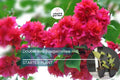 1 Double Red Bougainvillea | Live Starter Plant | Rare & Hard to Find | Well-Rooted | USA Grown | Hardy for Outdoor Gardens