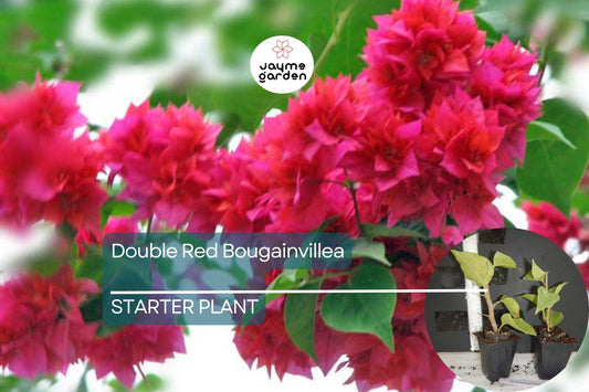 1 Double Red Bougainvillea | Live Starter Plant | Rare & Hard to Find | Well-Rooted | USA Grown | Hardy for Outdoor Gardens