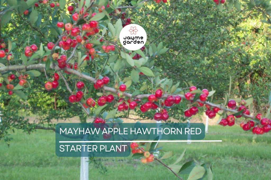 2 Live Mayhaw Trees 6" Seedlings - Heirloom Apple Hawthorn Fruit Tree - Crataegus aestivalis (USDA Zones 6-11)