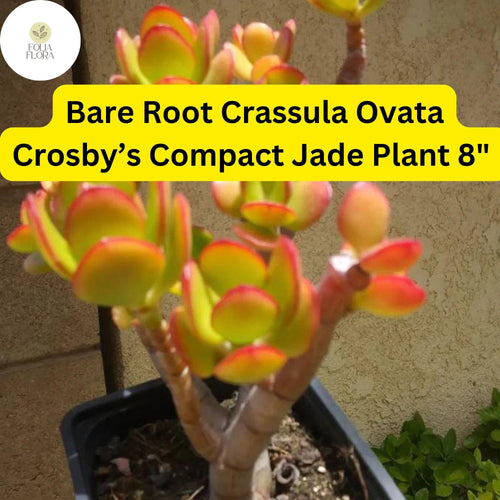 1 Bare Root Live Plant 8" Succulent Crassula Ovata ‘Crosby’s Compact’ Jade Plant | Dwarf Jade, Low-Maintenance, Indoor/Outdoor Houseplant