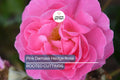 Pink Damask Hedge Rose in 4" Planter - Well Rooted, Fragrant Pink Blooms, Spring & Summer