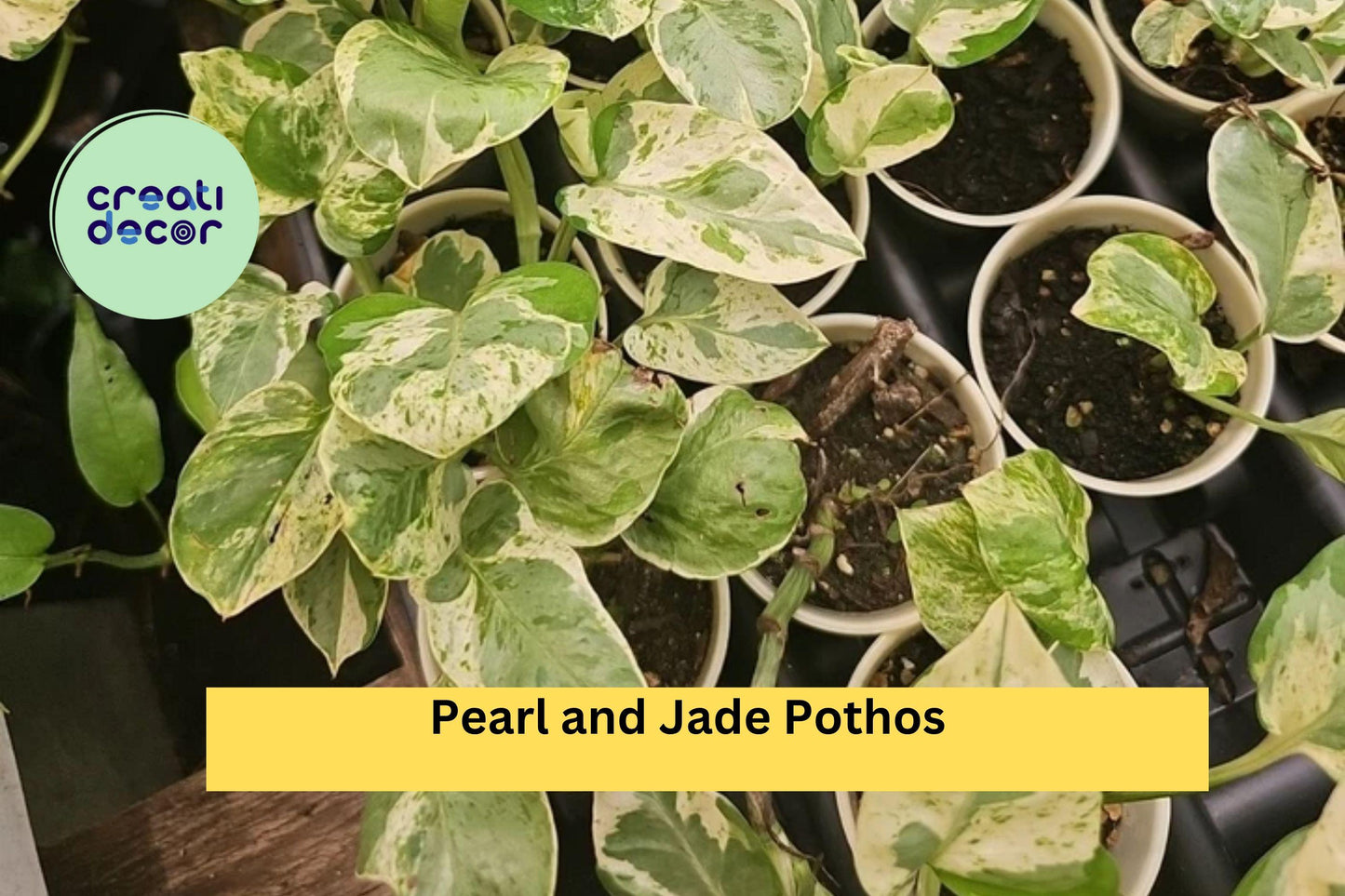 Pearl and Jade Pothos – Epipremnum aureum – Rooted Live Indoor Plant (No Cutting) – Easy Care Variegated Vine for Home Decor