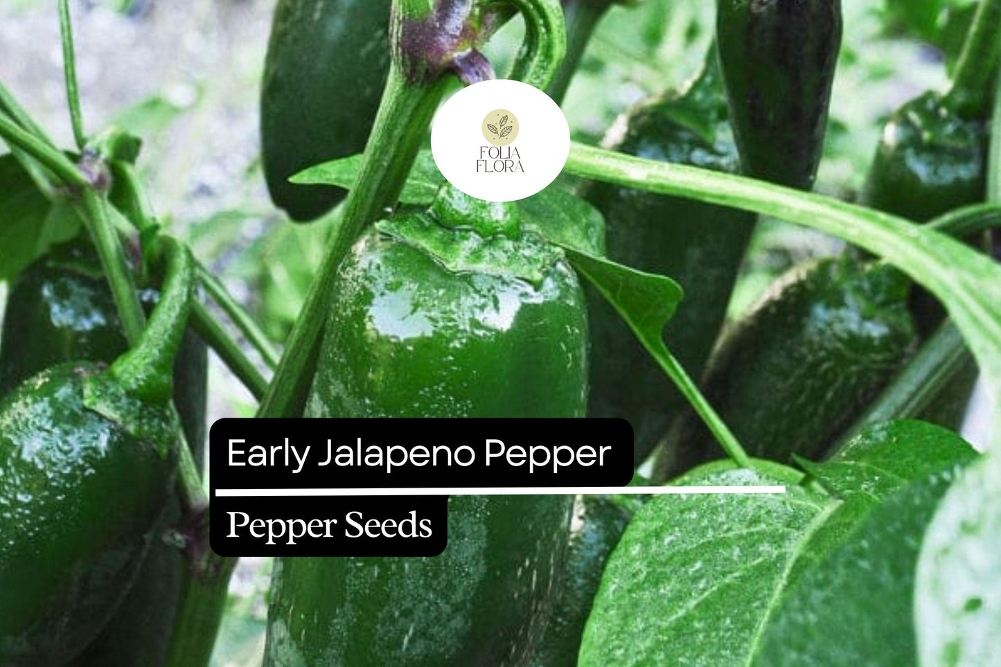 25 Early Jalapeño Pepper Seeds – Capsicum annuum – Heirloom, Spicy Chili, Fast-Maturing, Non-GMO, Perfect for Salsas & Pickling