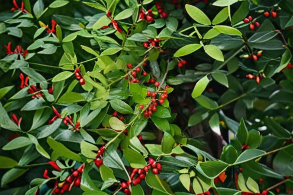Ilex cornuta – Chinese Holly 25 Seeds | Evergreen Holly | Glossy Spiny Leaves | Red Winter Berries