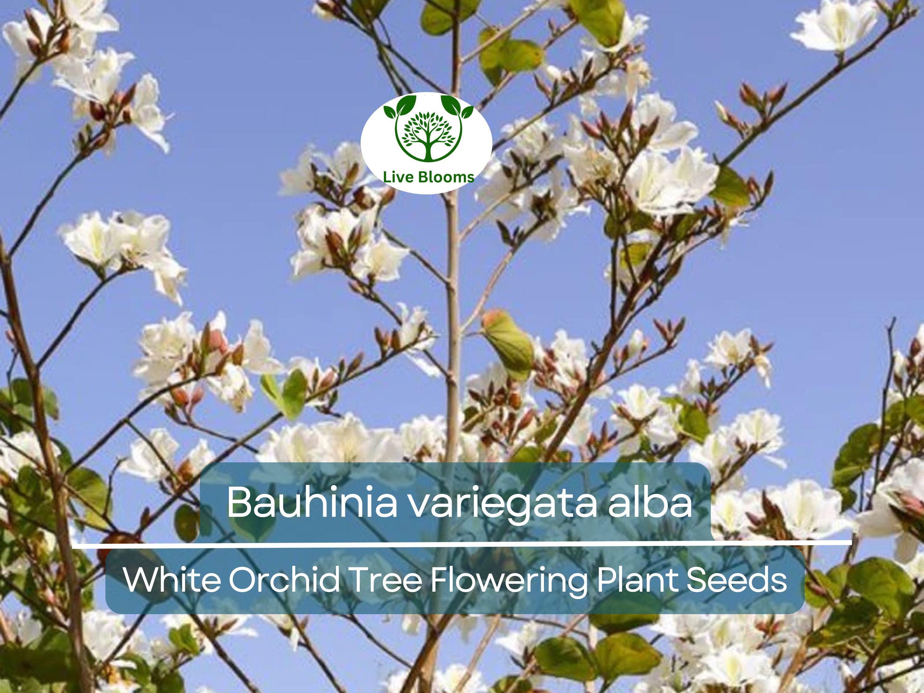 10 Seeds Bauhinia Alba – White Orchid Tree (Bauhinia variegata alba) | Stunning Flowering Plant for Planting