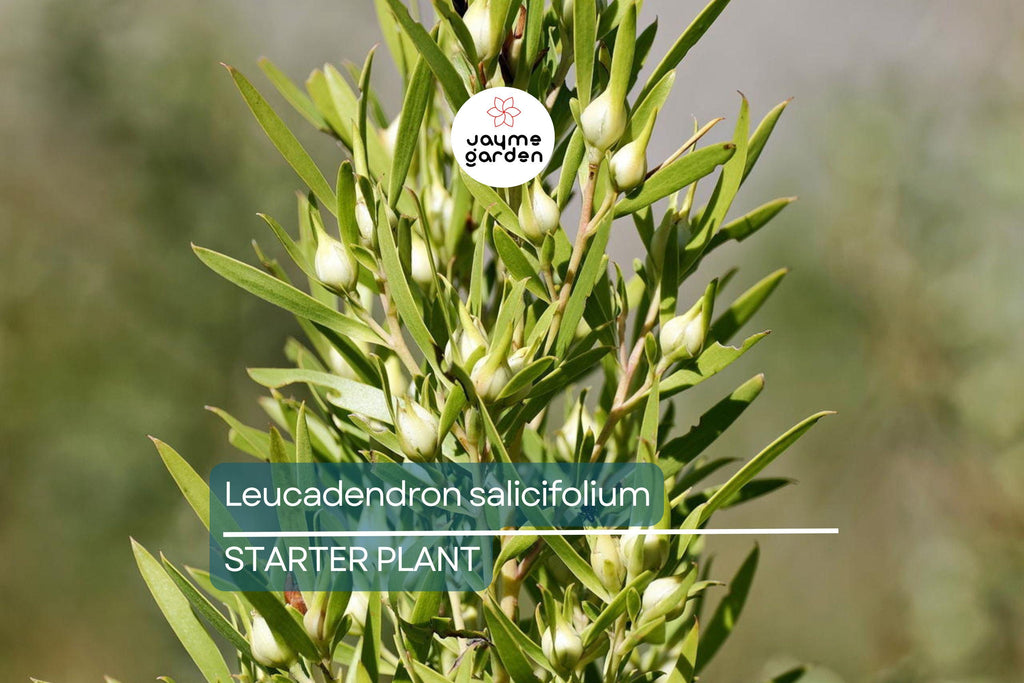 Leucadendron salicifolium Seedling 6+" Tall | Willow-Leaved Protea Plant | Rare South African Shrub | Ready to Transplant