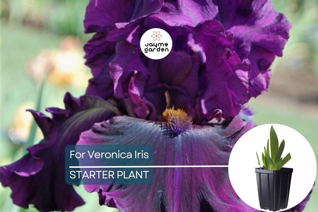 For Veronica Iris Plant – Quart Pot | Large Wine-Black Flowers | Perennial | Hardy Zones 3-10 | Deer & Drought Resistant