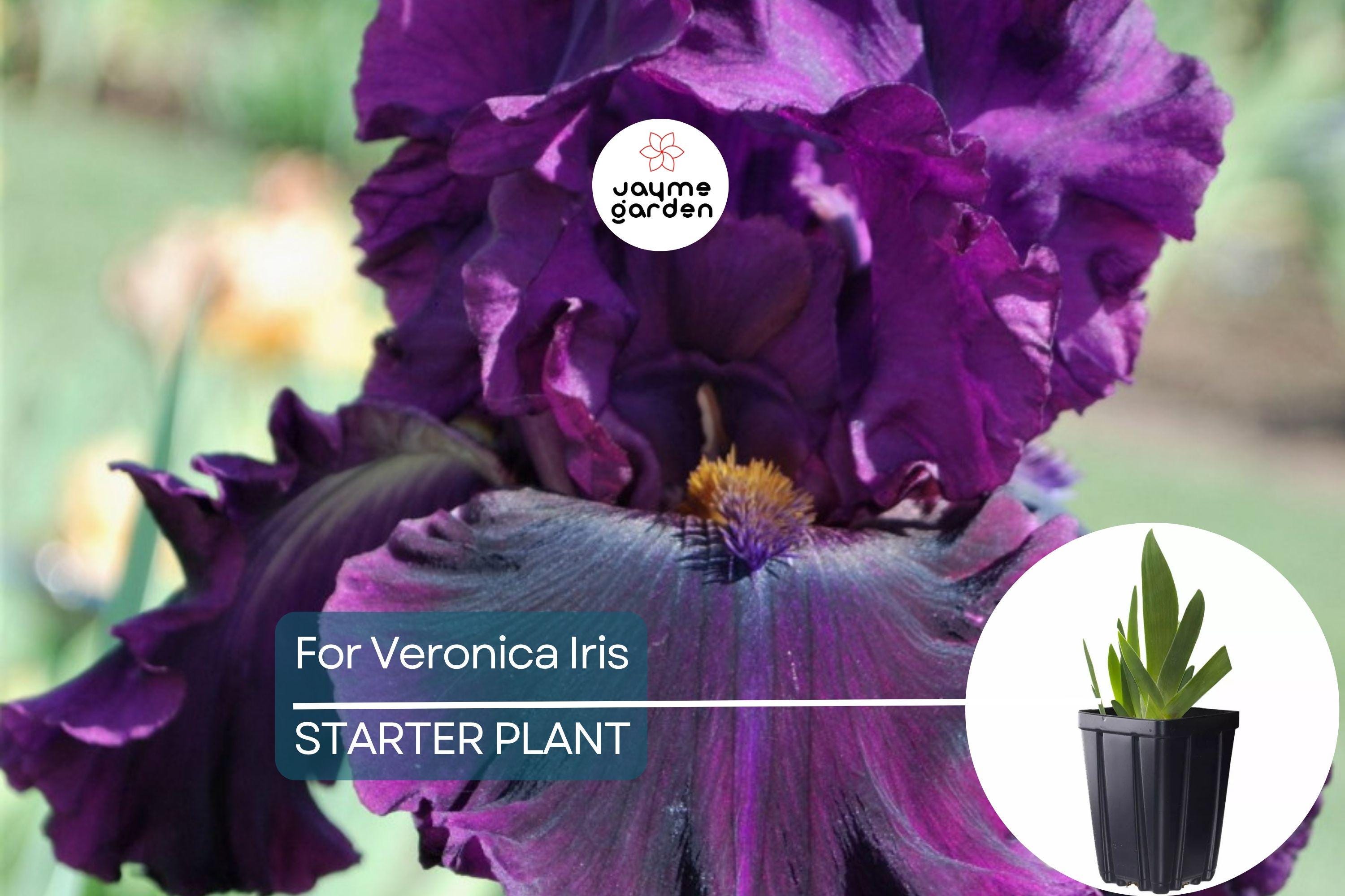 For Veronica Iris Plant – Quart Pot | Large Wine-Black Flowers | Perennial | Hardy Zones 3-10 | Deer & Drought Resistant