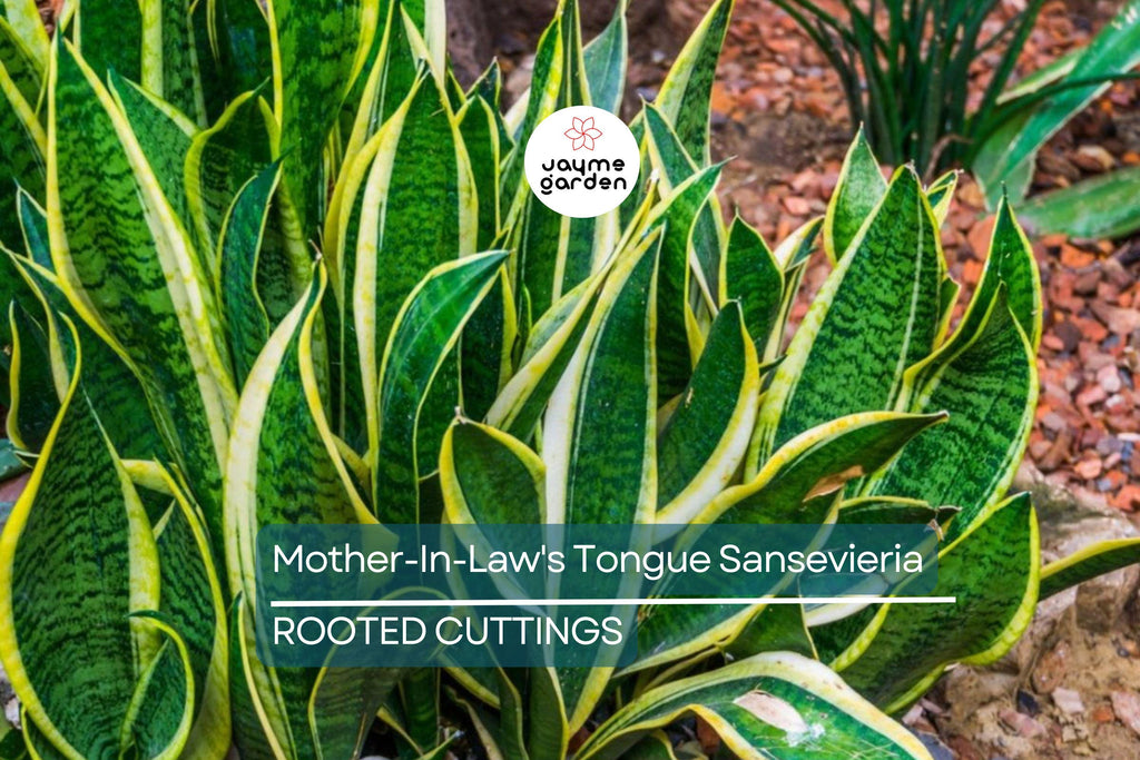 3 Snake Plant Cuttings with Roots - Mother-In-Law's Tongue Sansevieria - Live Plant Ready to Plant