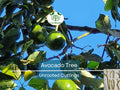 4 Pcs Combo Scions Bacon & Fuerte Avocado Tree Unrooted Cuttings, 2 PCS of Each Variety, Grafting, Home Garden, Fruit Tree, Grow Avocados