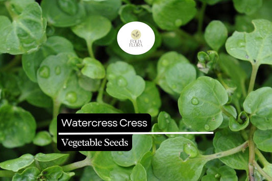 1000 Seeds Watercress Cress (Nasturtium officinale) – Nutrient-Packed Aquatic Green for Salads and Garnishes
