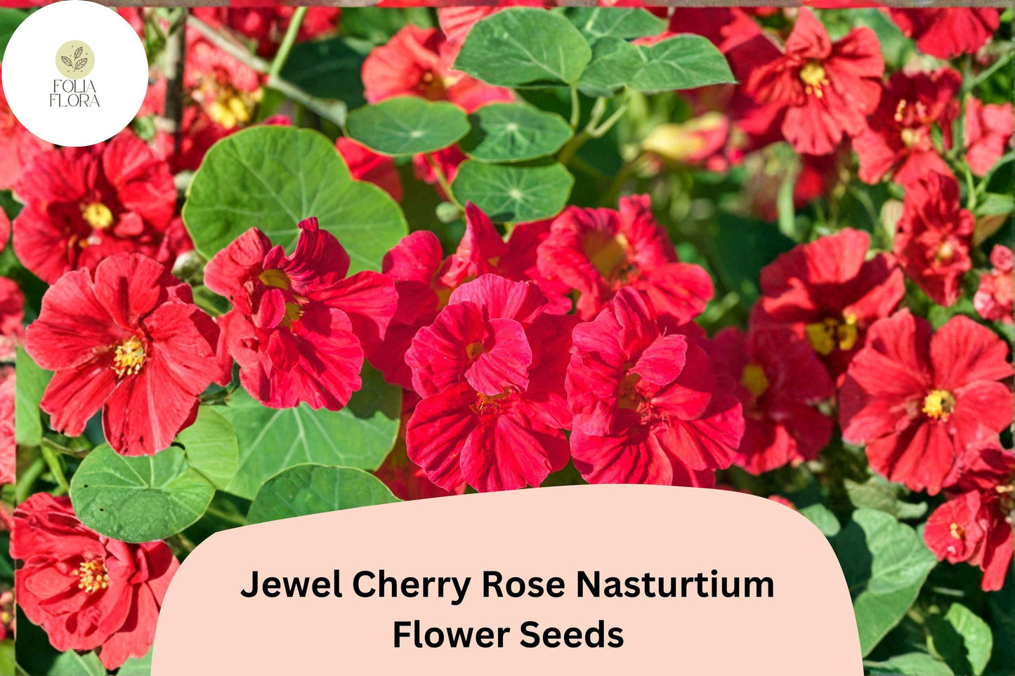 50+ Jewel Cherry Rose Nasturtium Seeds | Tropaeolum majus | Bright Pink-Red Blooms
