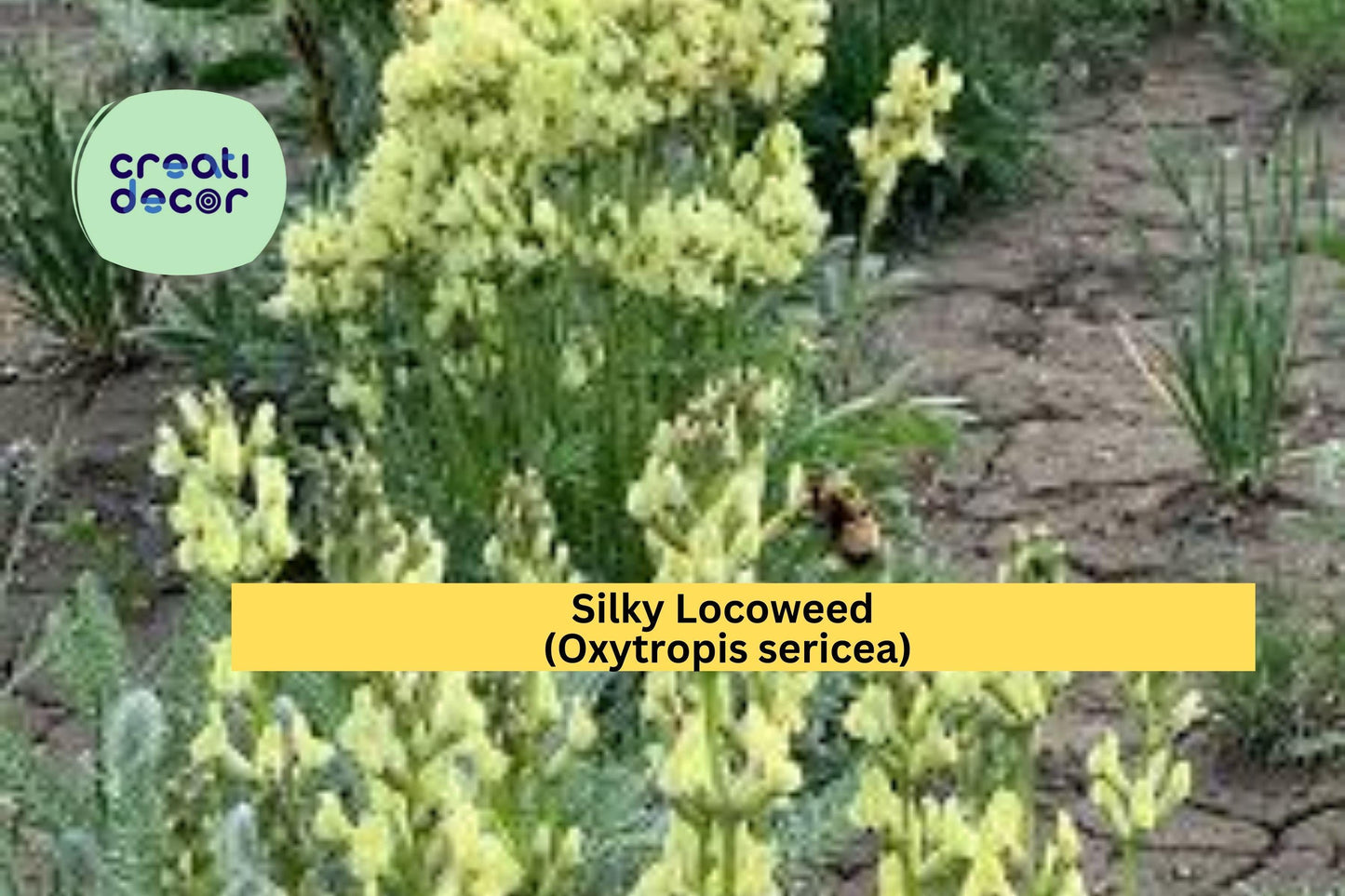 Silky Locoweed Seeds (Oxytropis sericea) – 25 Native Perennial Wildflower Seeds | Drought-Tolerant | Pollinator-Friendly