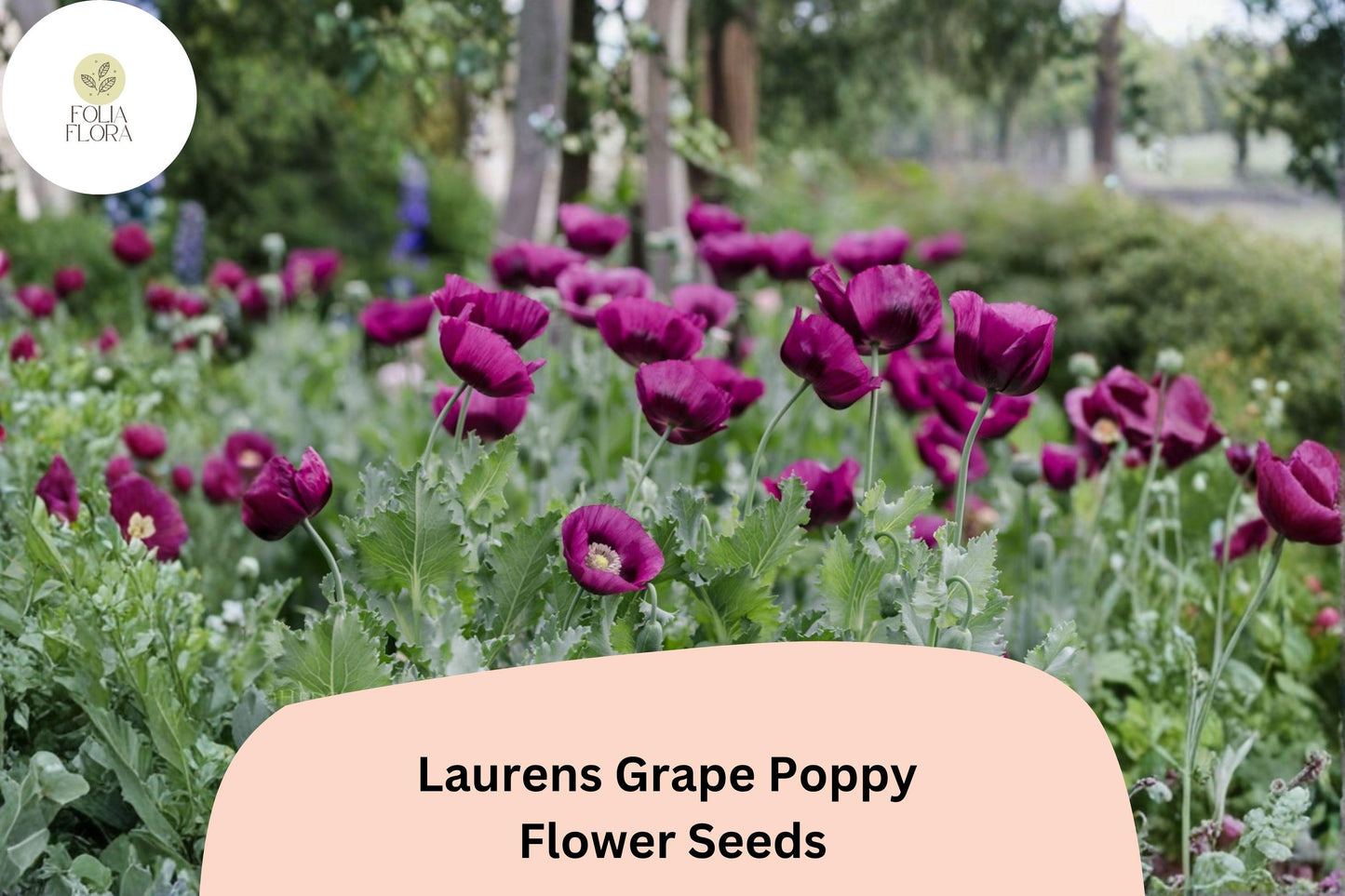 200+ Lauren’s Grape Poppy Seeds for Garden Planting – Deep Purple Blooms, Easy to Grow Annual Flowers