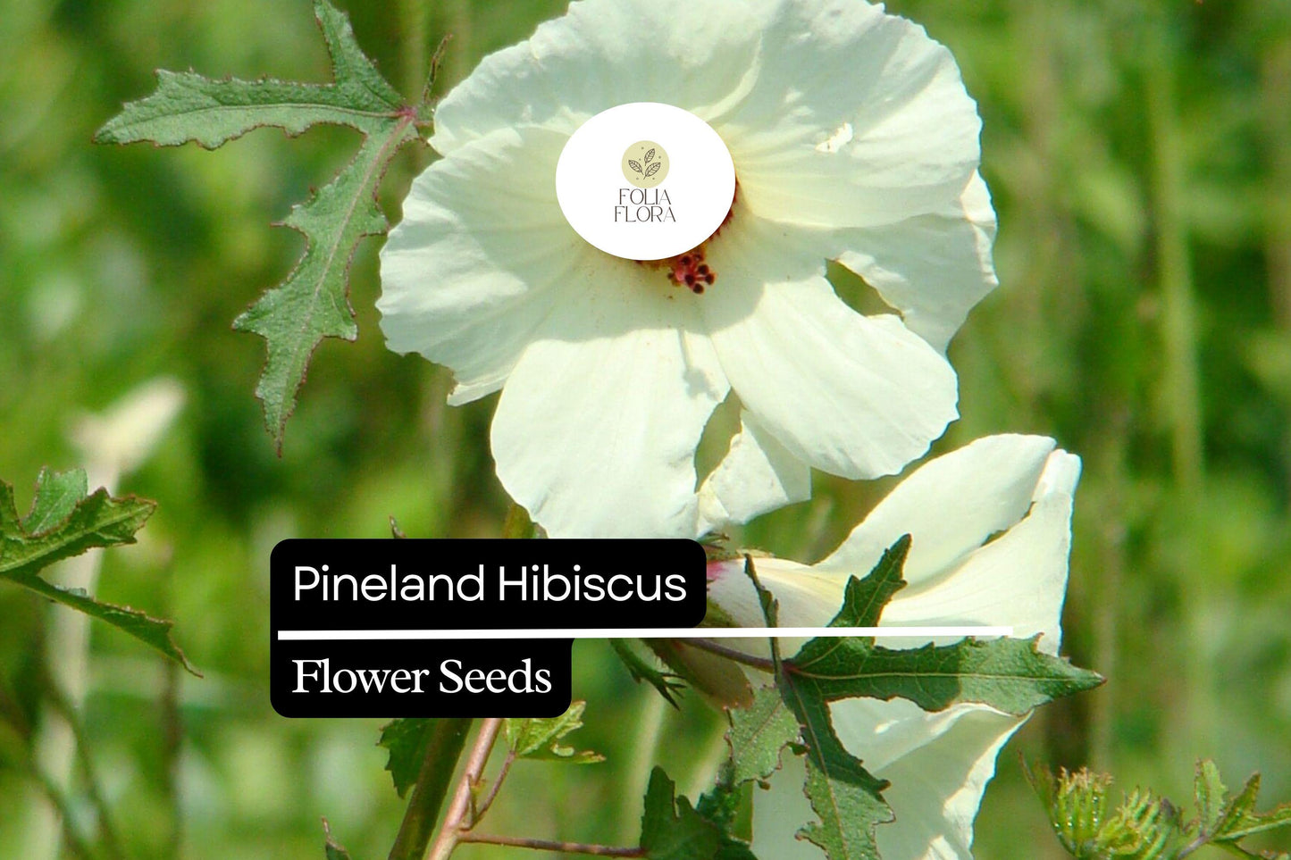 25 Seeds Pineland Hibiscus | Native Perennial, Yellow Wildflower, Pollinator-Friendly, Hardy Garden Plant