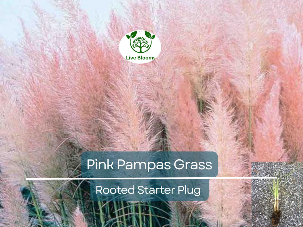 3 Pink Pampas Grass Rooted Starter Plugs - Elegant, Hardy, Perfect for Landscaping, Garden, Ornamental Grass, Cortaderia Selloana