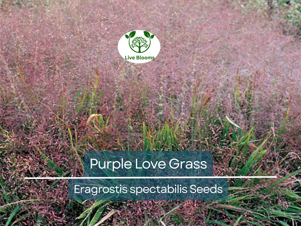 500 Purple Love Grass Seeds (Eragrostis spectabilis) | Ornamental Flowering Lovegrass, Hardy, Beautiful Purple Blooms for Gardens