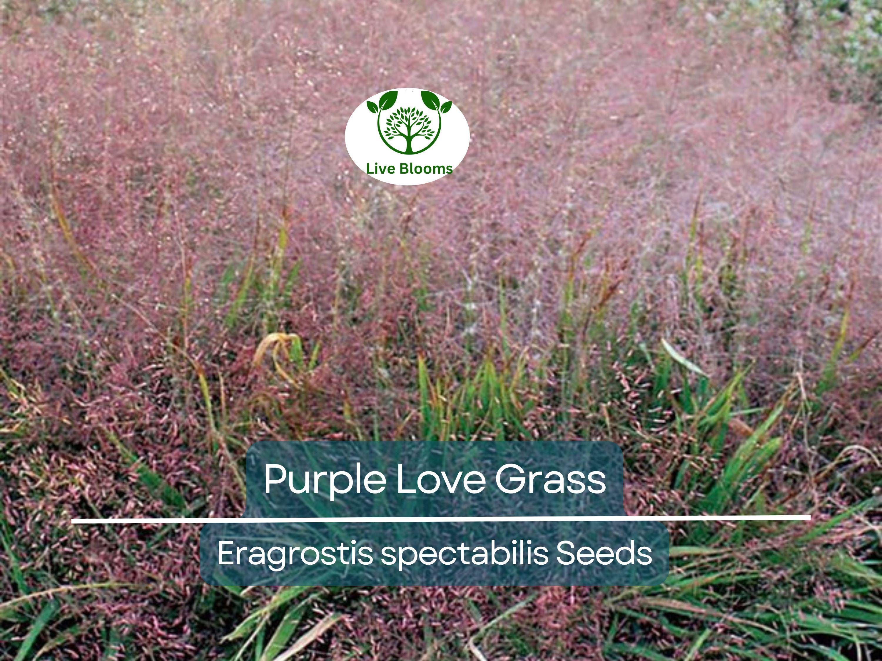 500 Purple Love Grass Seeds (Eragrostis spectabilis) | Ornamental Flowering Lovegrass, Hardy, Beautiful Purple Blooms for Gardens