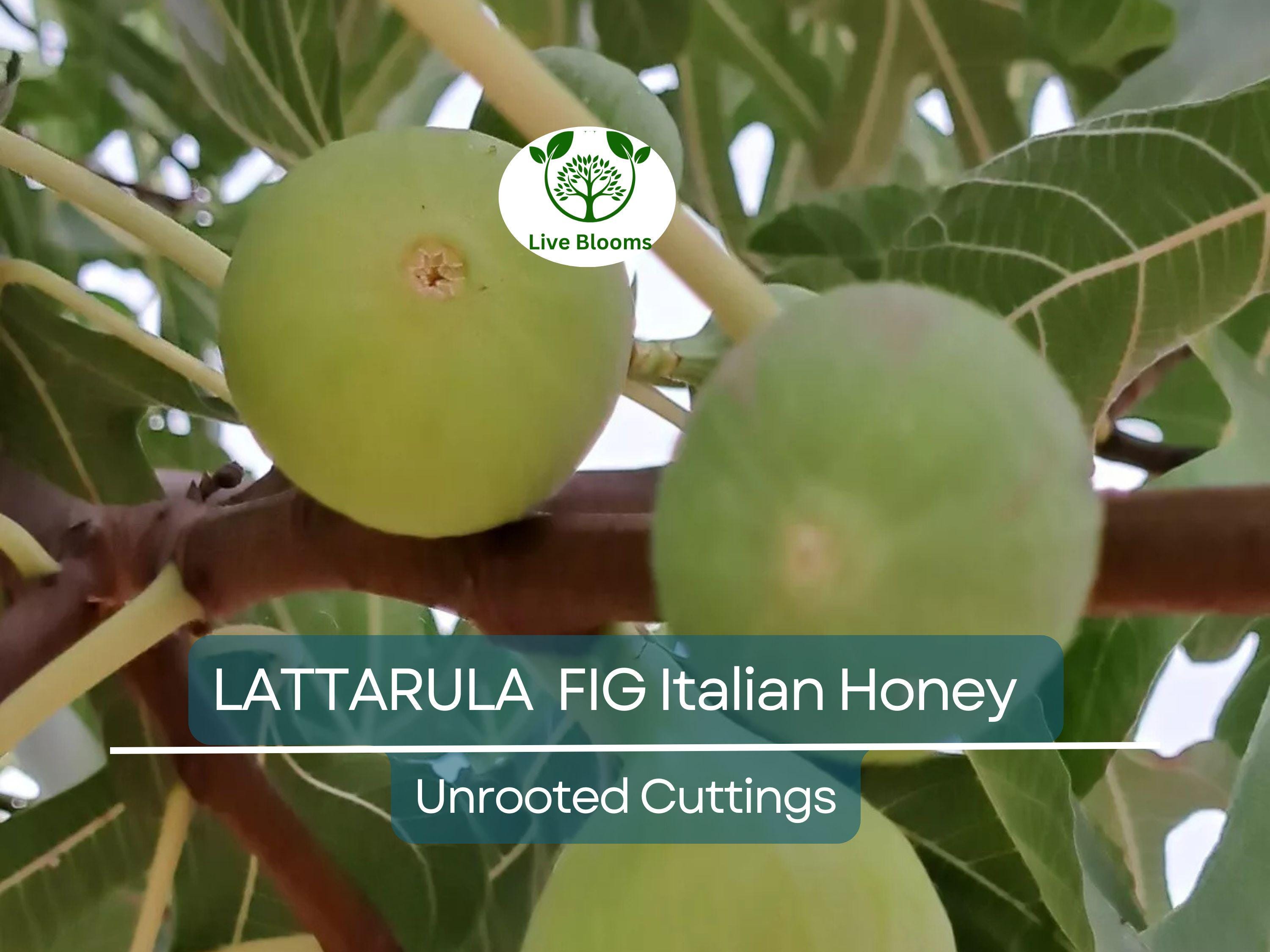 6 pcs Fig Lattarula Italian Honey Fruit Tree Unrooted Cuttings 6-8" - Ficus carica, Sweet Fruit Tree