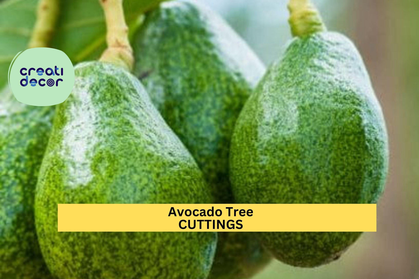 3 Zutano Avocado Tree Cuttings | Persea Americana Unrooted Scions | Grafting Wood or Rooting Starter | Type B Pollinator