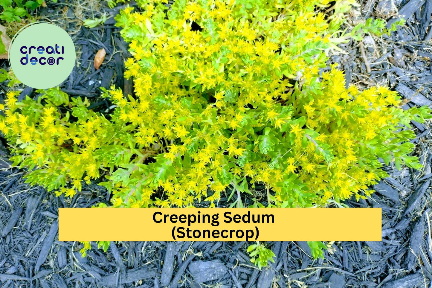 Creeping Sedum Groundcover – 25 Live Cuttings (1–3”) – Hardy Perennial Stonecrop for Borders, Rock Gardens & Pots
