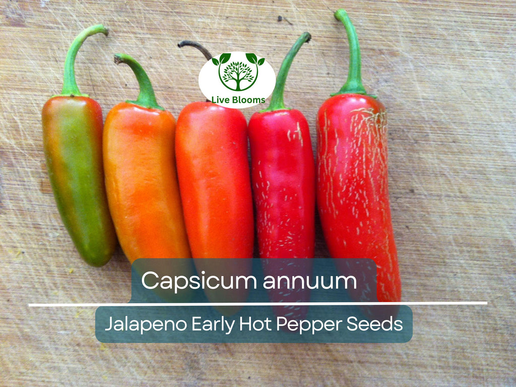 30 Seeds Jalapeno Early Hot Pepper – Capsicum annuum | Heirloom Jalapeno Seeds for Planting, Gardening & Fresh Spicy Harvests