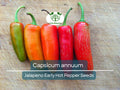 30 Seeds Jalapeno Early Hot Pepper – Capsicum annuum | Heirloom Jalapeno Seeds for Planting, Gardening & Fresh Spicy Harvests