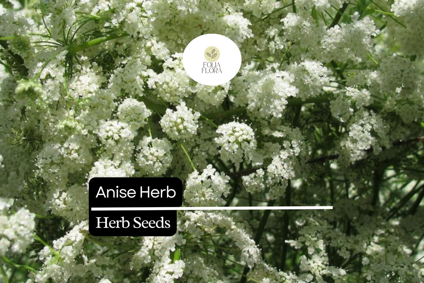 400 Seeds Anise, Pimpinella Anisum, Aromatic Herb for Culinary and Garden Use