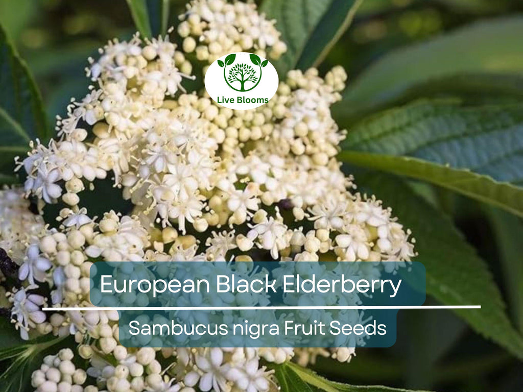 80 European Black Elderberry Seeds (Sambucus nigra), Tree, Edible Fruit, Herb, High Yield, Elderberry Plant, Garden Starter