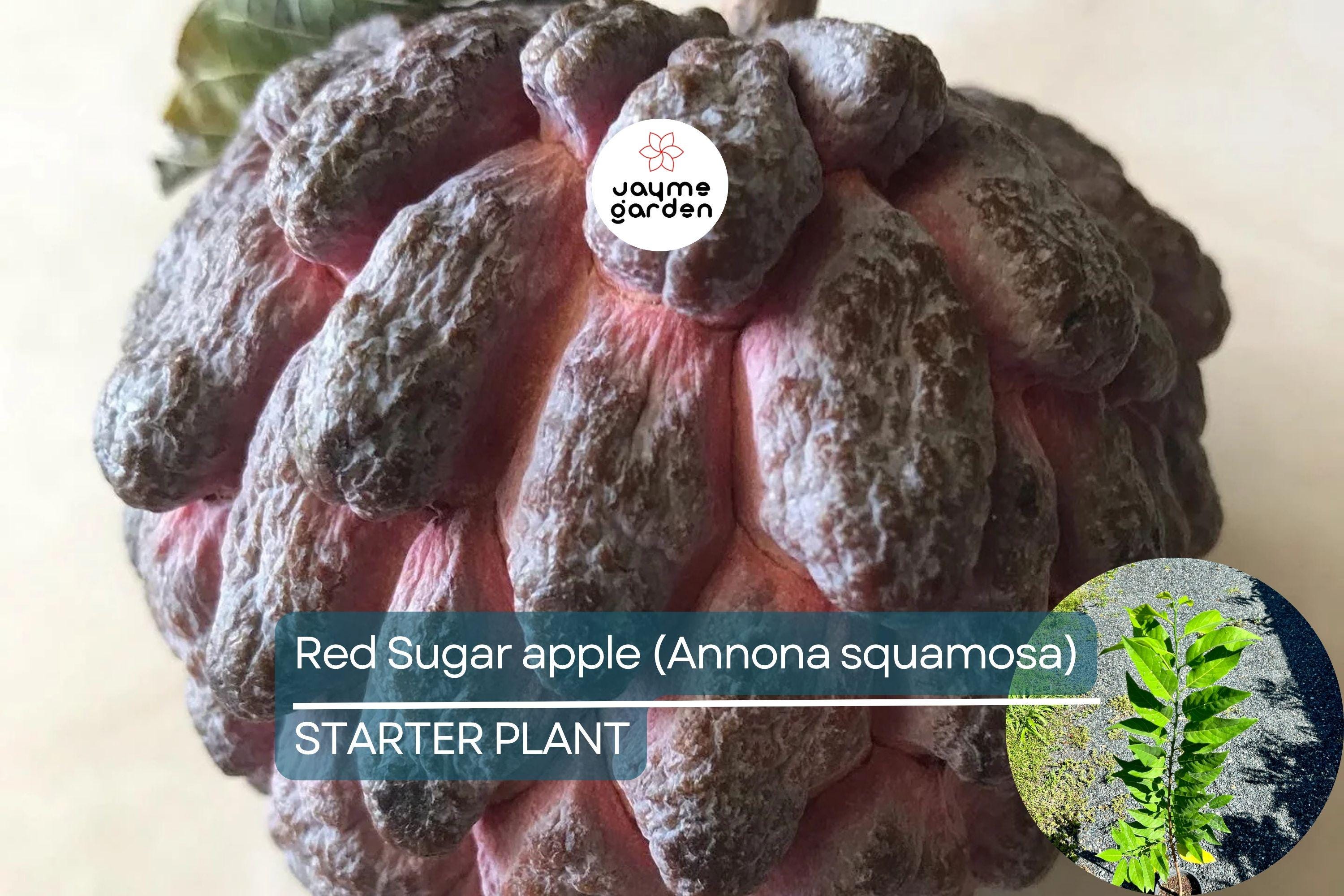 Red Sugar Apple Tree Live Fruit Tree 3-4 ft | Tropical Beauty | Flowering Soon | Sweet Exotic Fruit | Easy Care | USDA Zones 9-11