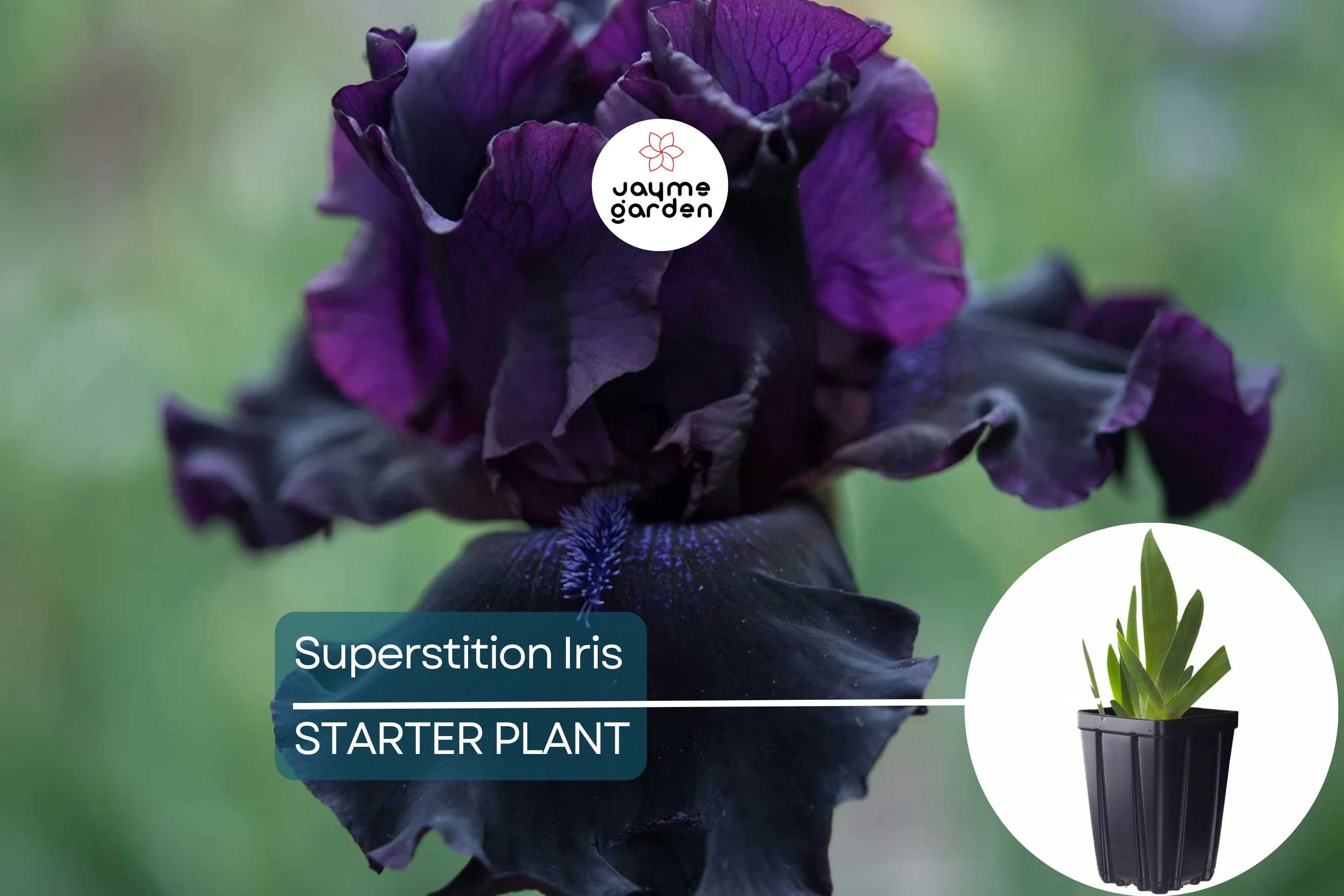 Superstition Iris Plant – Quart Pot | Deep Purple-Black Flowers | Perennial | Easy to Grow | Hardy Zones 4-10
