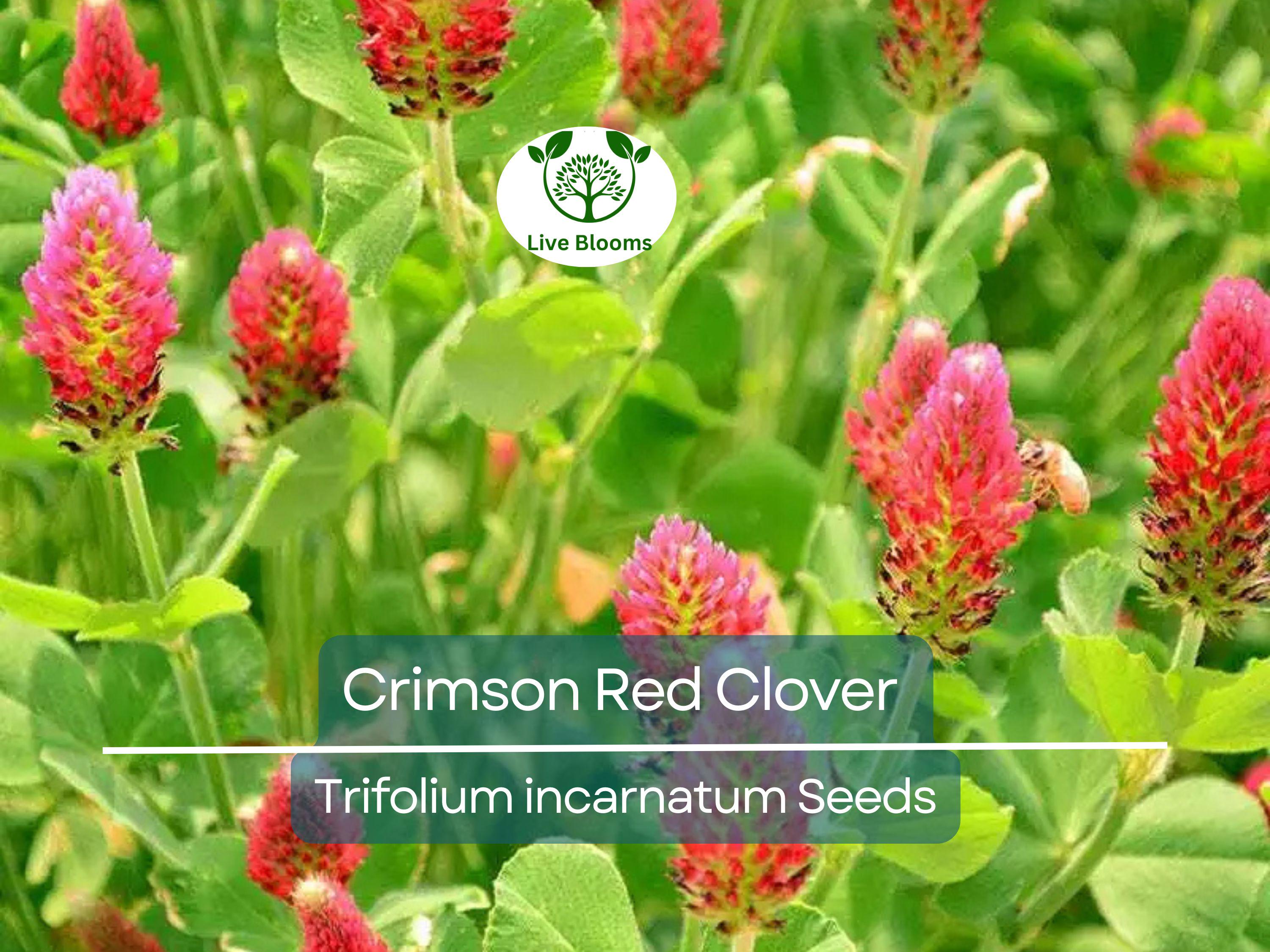1000 Crimson Red Clover Seeds, Trifolium incarnatum, Non-GMO, Nitrogen Fixing Legume, Pollinator-Friendly, Red Flowers for Garden & Soil