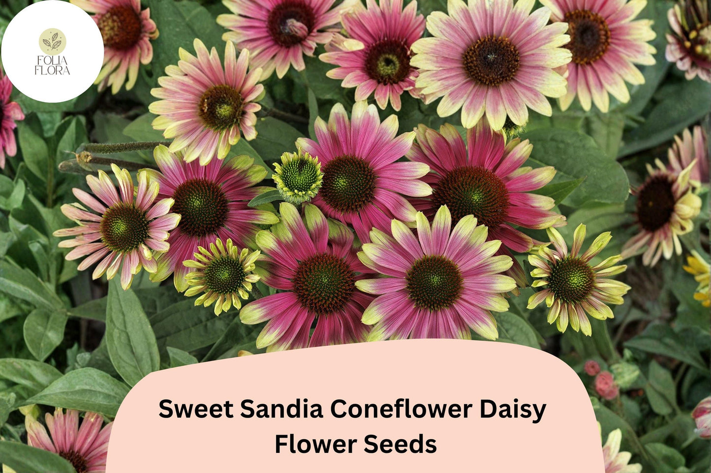 200+ Sweet Sandia Coneflower Daisy Seeds | Echinacea purpurea | Vibrant Pink & Red Blooms | Pollinator-Friendly Garden
