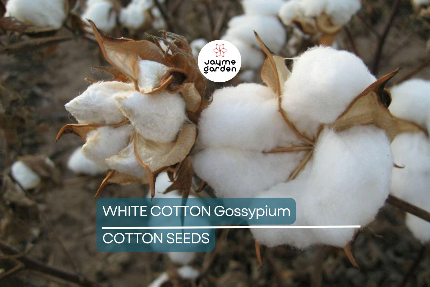38 White Cotton Seeds - Gossypium - Non-GMO USA Seller, Best Price, Spring/Fall Bloom