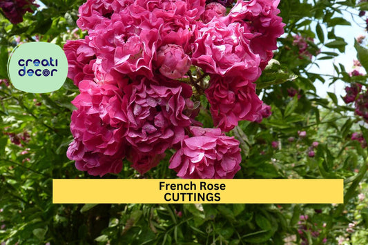 4 French Rose Cuttings | Heirloom Garden Variety | Unrooted Stem Starter | Fragrant Old World Rose | Propagation Ready