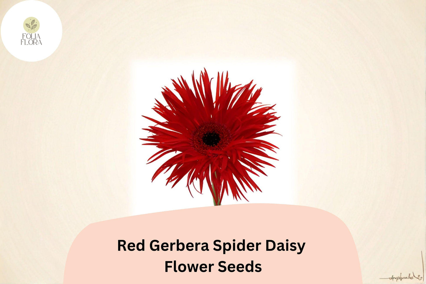 50+ Red Gerbera Spider Daisy Seeds | Gerbera jamesonii | Unique Petal Blooms | Vibrant Garden Flower Seeds