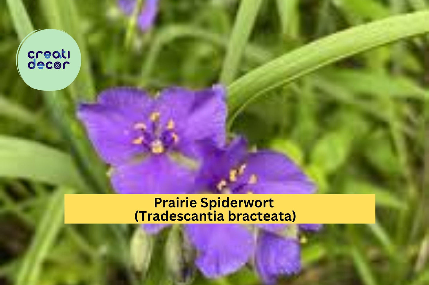 Prairie Spiderwort Seeds – Tradescantia bracteata – 150 Seeds – Native Perennial Wildflower for Prairie & Pollinator Gardens