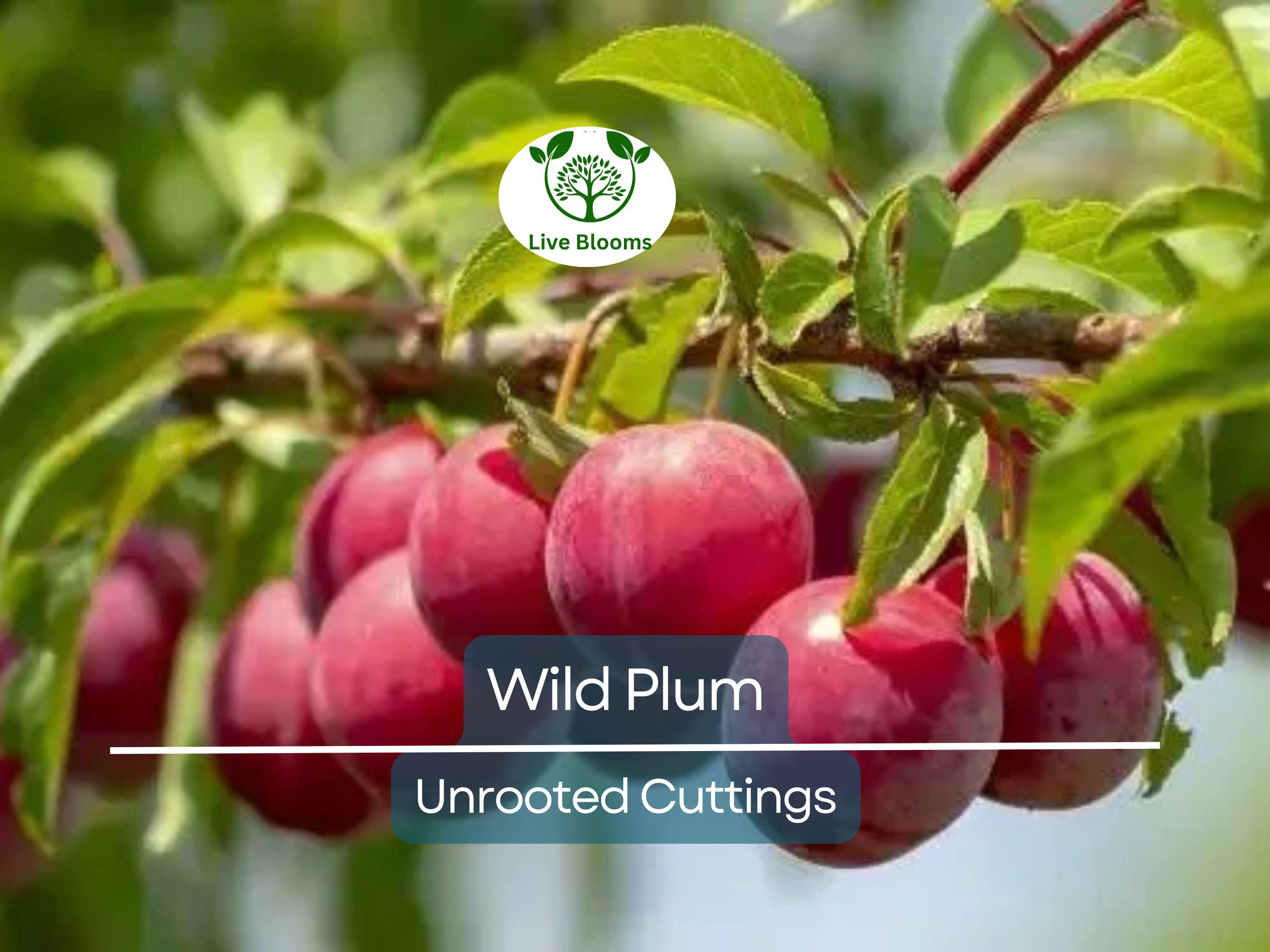12 Unrooted Wild Plum Cuttings 6-8” - Prunus Americana, Hardy, Fruit Tree, Garden Propagation