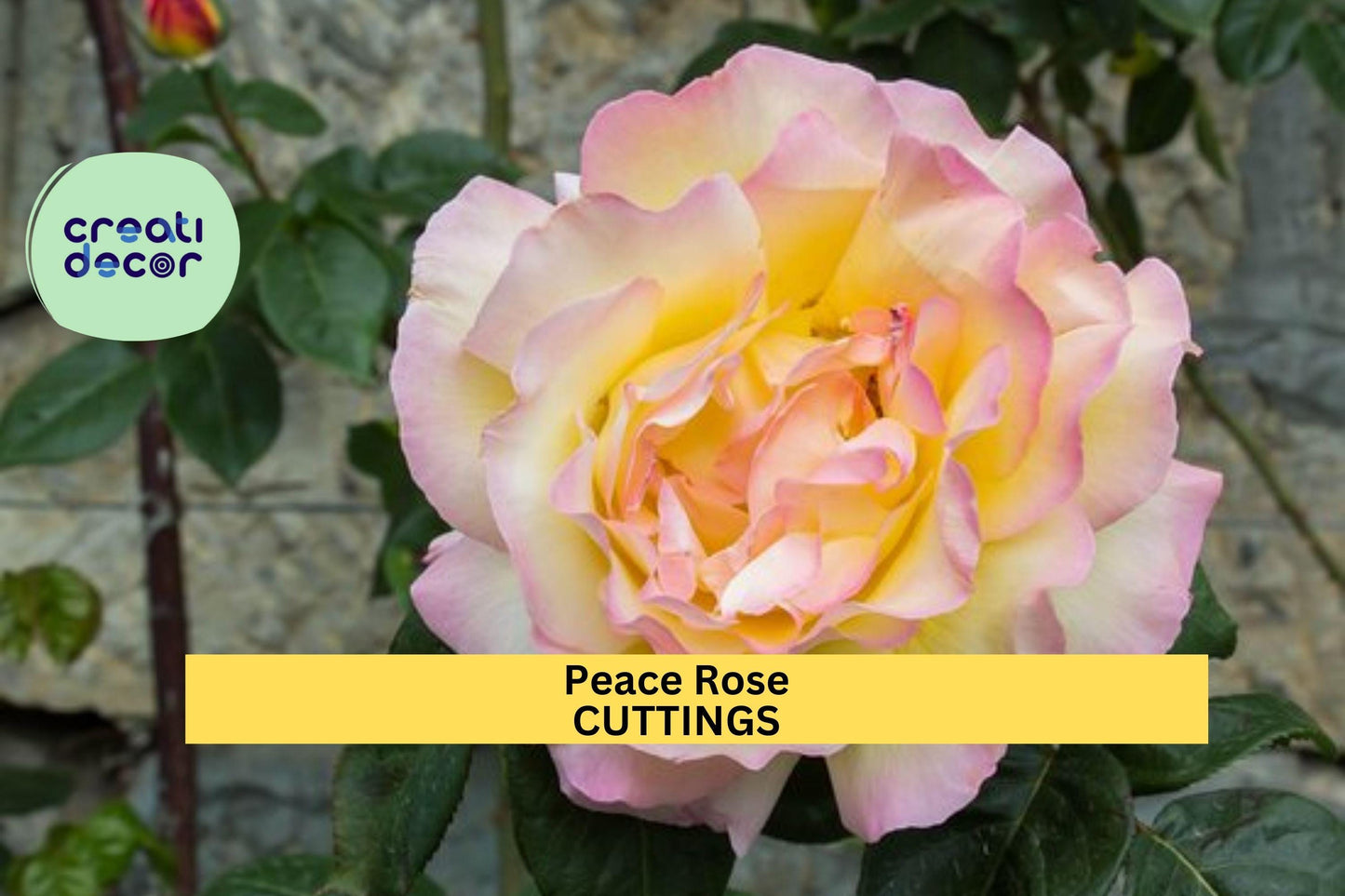 3 Peace Rose Cuttings | Classic Hybrid Tea Rose Starter | Fresh Unrooted Cuttings for Rooting | Fragrant Garden Favorite